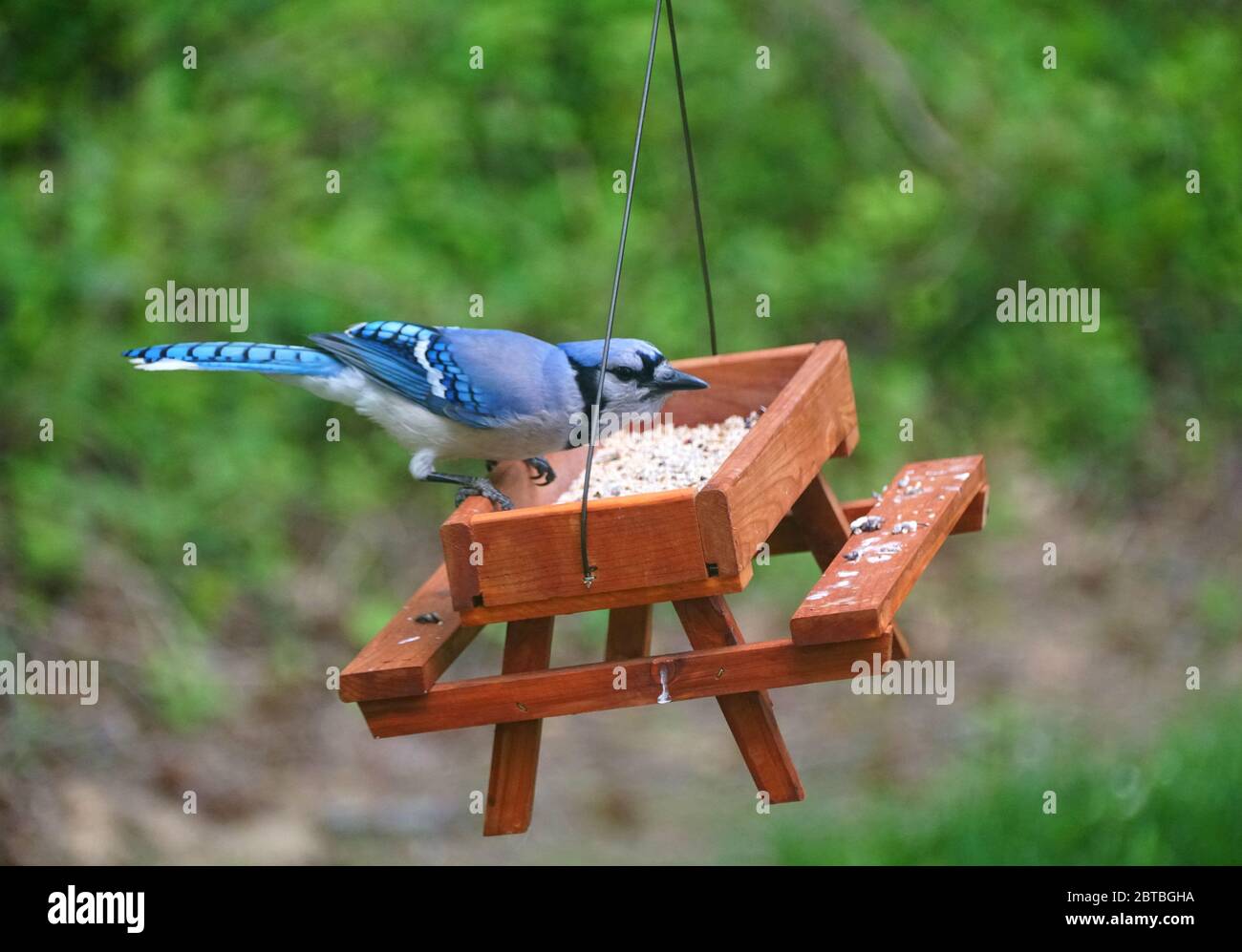 Ein schöner bluejay, der Samen auf einem hölzernen Picknicktisch aß, Vogelfutterhäuschen Stockfoto