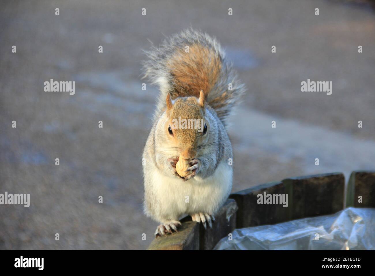 Hyde Park in London, England Stockfoto