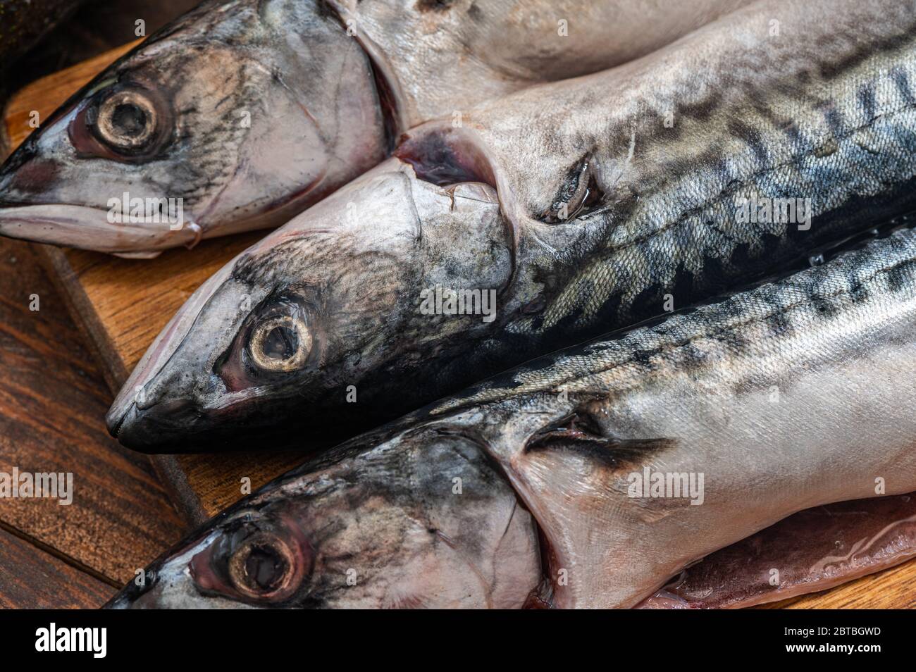 Nahaufnahme von 3 frischen Makrelenfischen Stockfoto