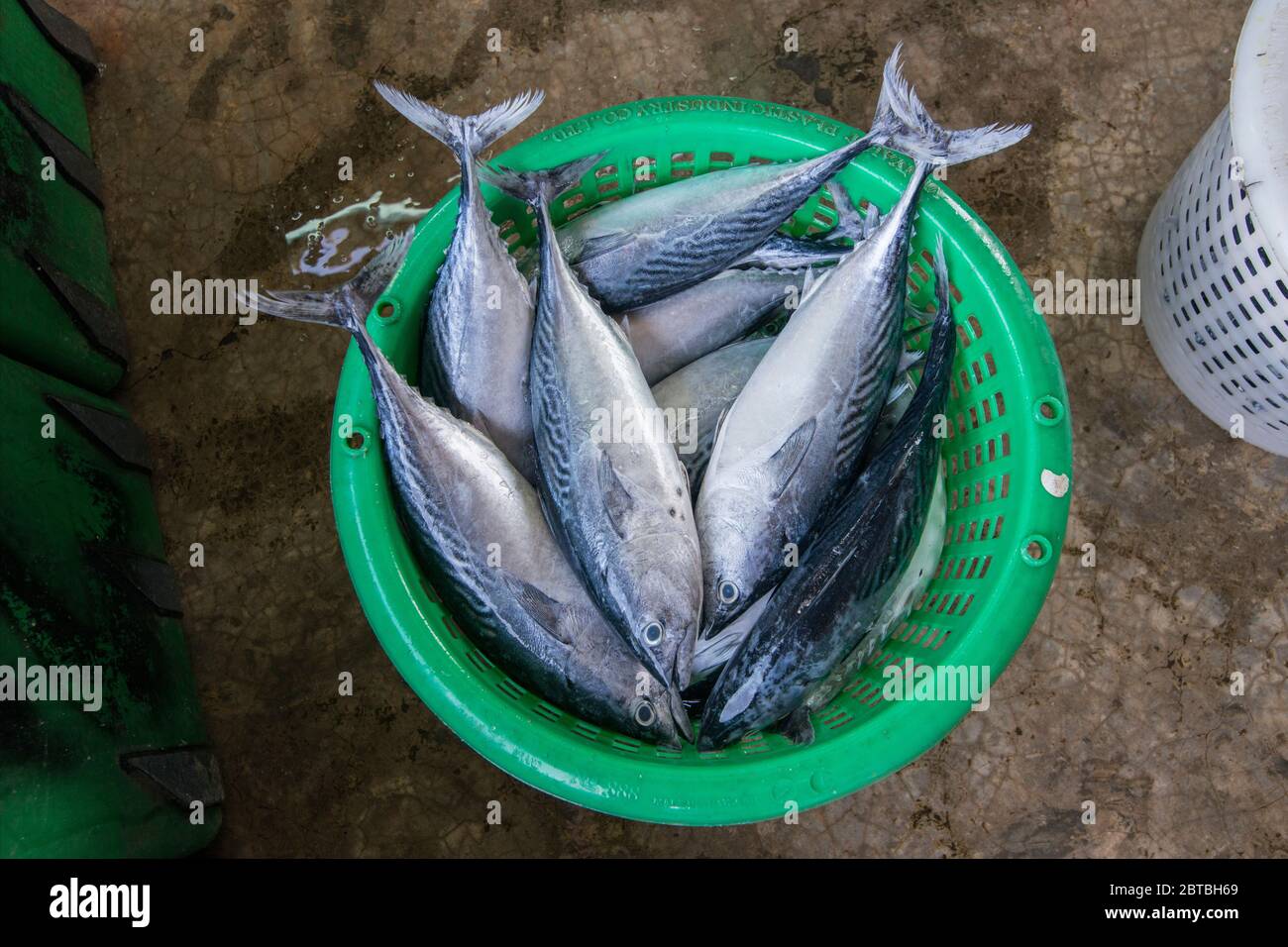 Frischer Thunfisch im Fischerdorf Sai Noi in der Nähe der Stadt Pranburi auf dem Golf von Thailand südlich der Stadt Hua hin in Thailand. Thailand, Stockfoto