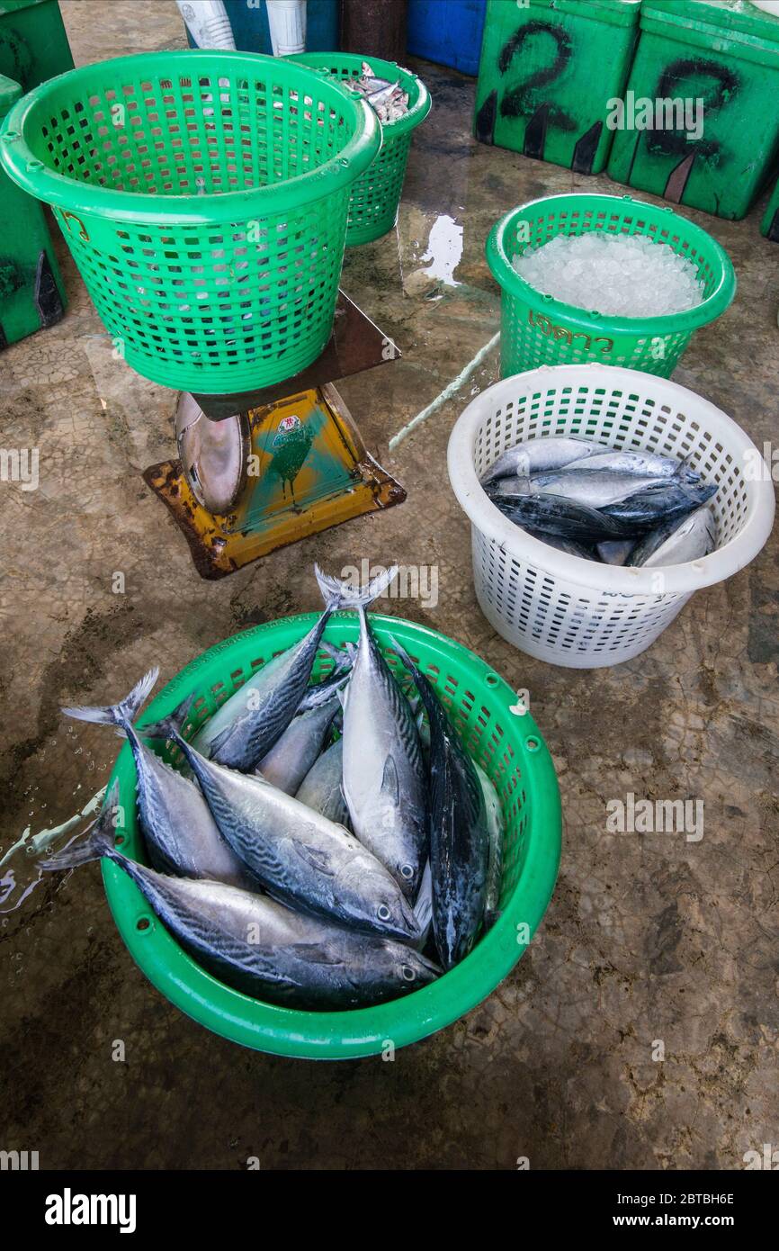 Frischer Thunfisch im Fischerdorf Sai Noi in der Nähe der Stadt Pranburi auf dem Golf von Thailand südlich der Stadt Hua hin in Thailand. Thailand, Stockfoto