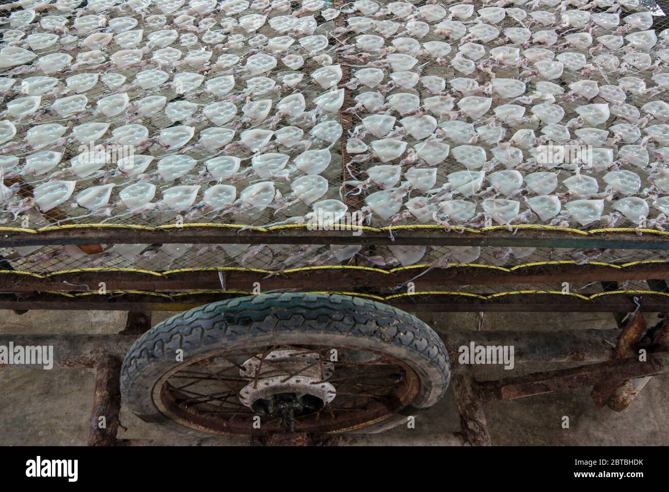 Eine trockene Fischproduktion im Fischerdorf Sai Noi nahe der Stadt Pranburi auf dem Golf von Thailand südlich der Stadt Hua hin in Thailand. Stockfoto