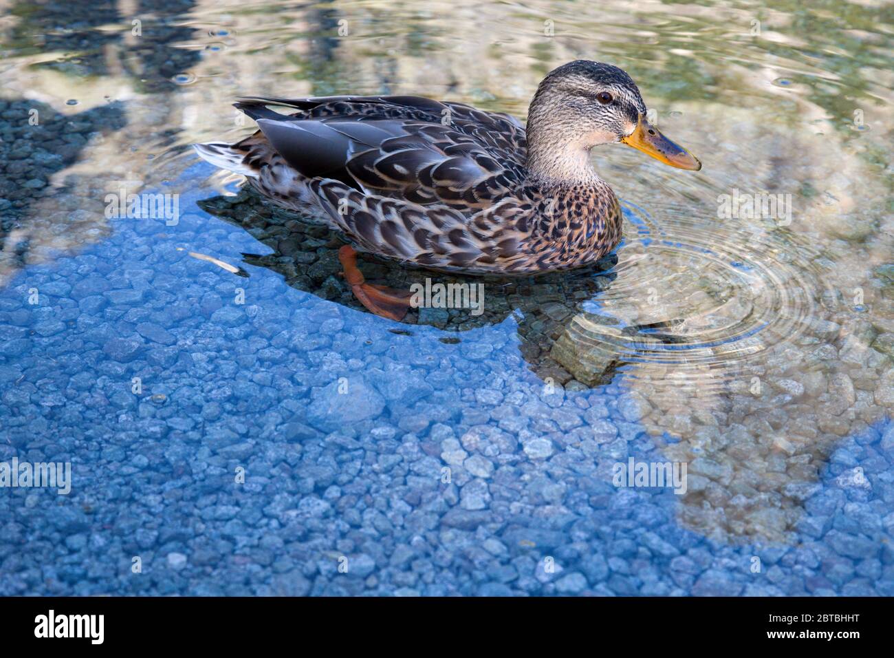 Ente auf See Stockfoto