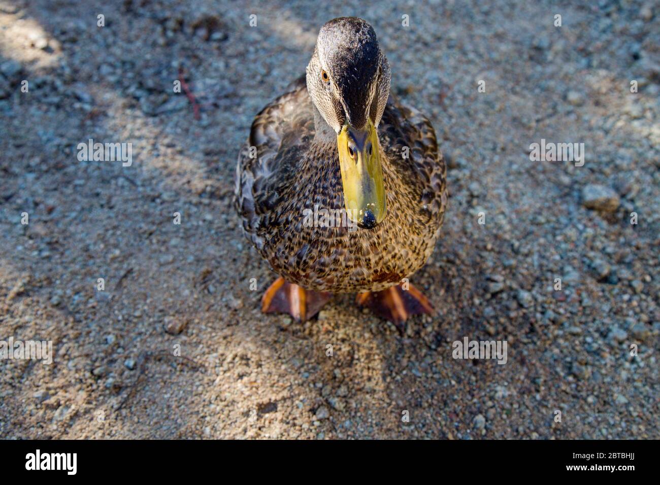 Ente auf See Stockfoto