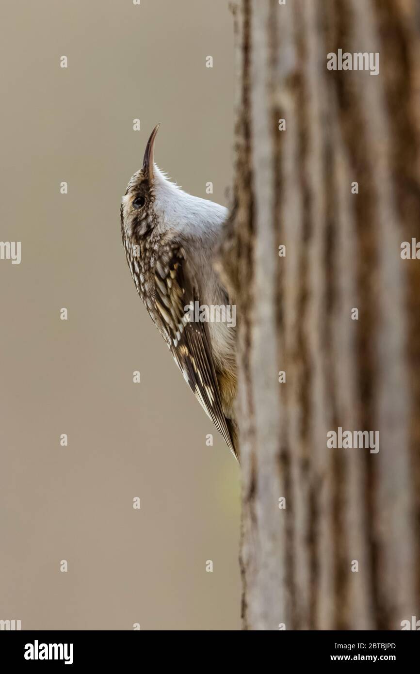 Braunkreeper, Certhia americana, auf einer nördlichen Roteiche in der Mitte von Michigan im April, USA Stockfoto