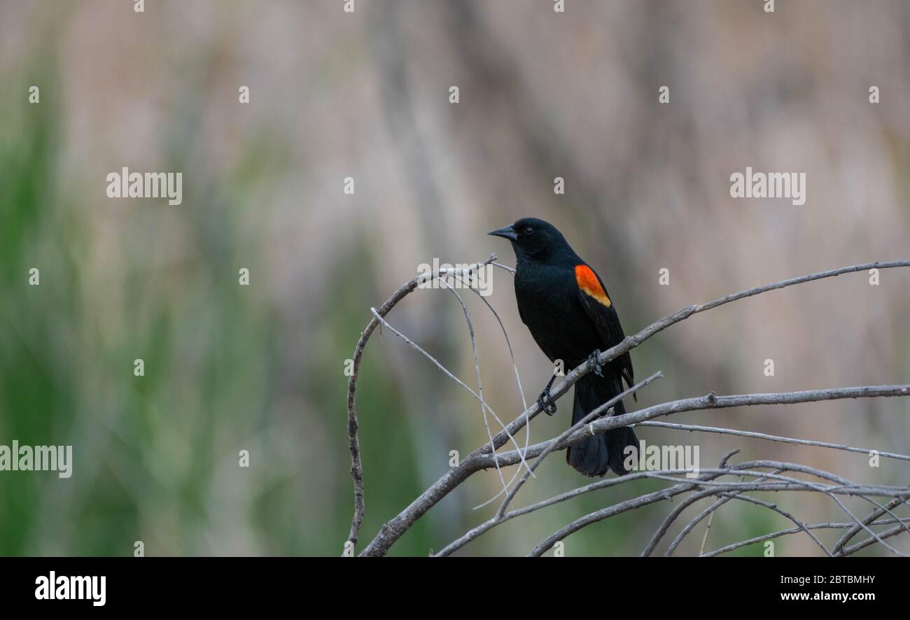 Rotflügeliger Amsel (Agelaius phoeniceus) aus Arapahoe County, Colorado, USA. Stockfoto