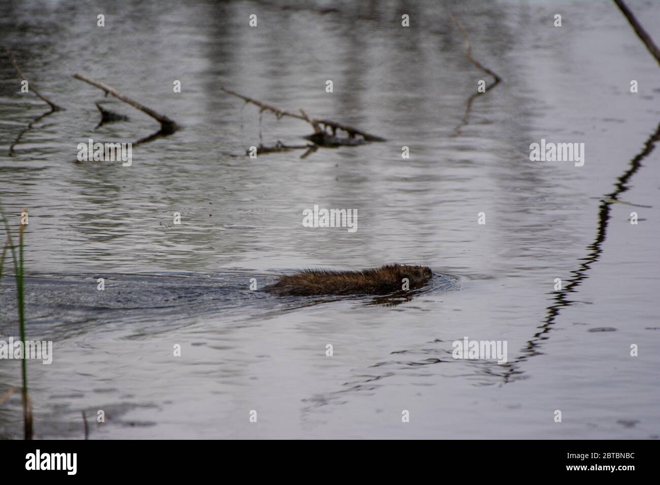 Nordamerikanischer Biber (Castor canadensis) aus Arapahoe County, Colorado, USA. Stockfoto