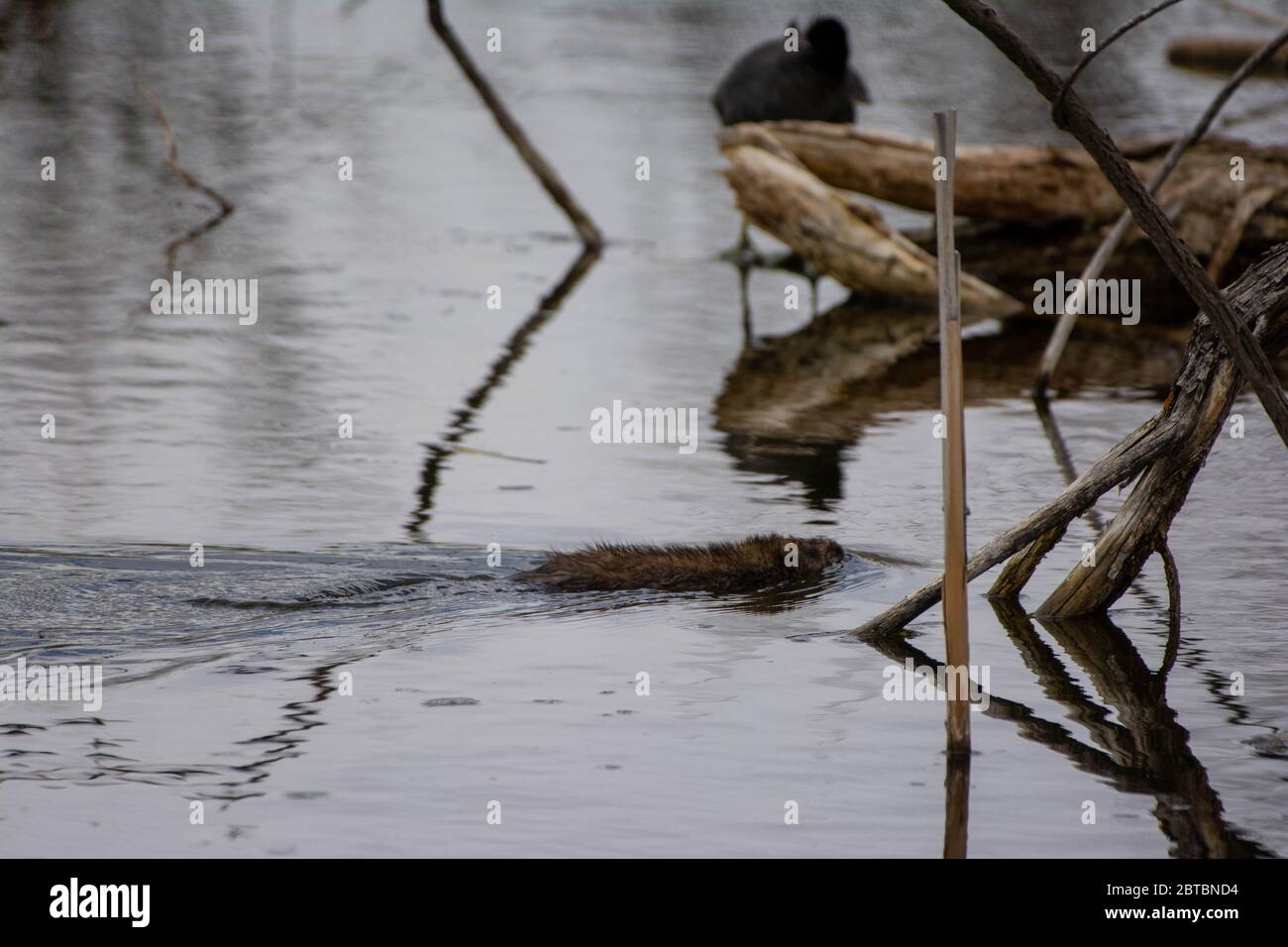 Nordamerikanischer Biber (Castor canadensis) aus Arapahoe County, Colorado, USA. Stockfoto