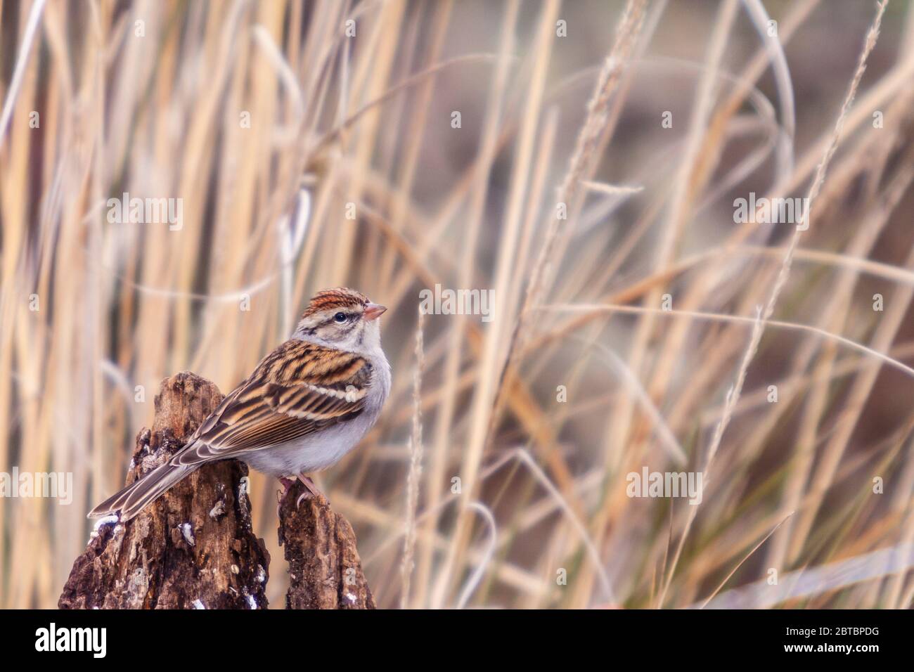 Chipping Sparrow, Spizella passerina, in Block Creek Natural Area, einer Rancher's Conservation Coalition, in Central Texas. Stockfoto
