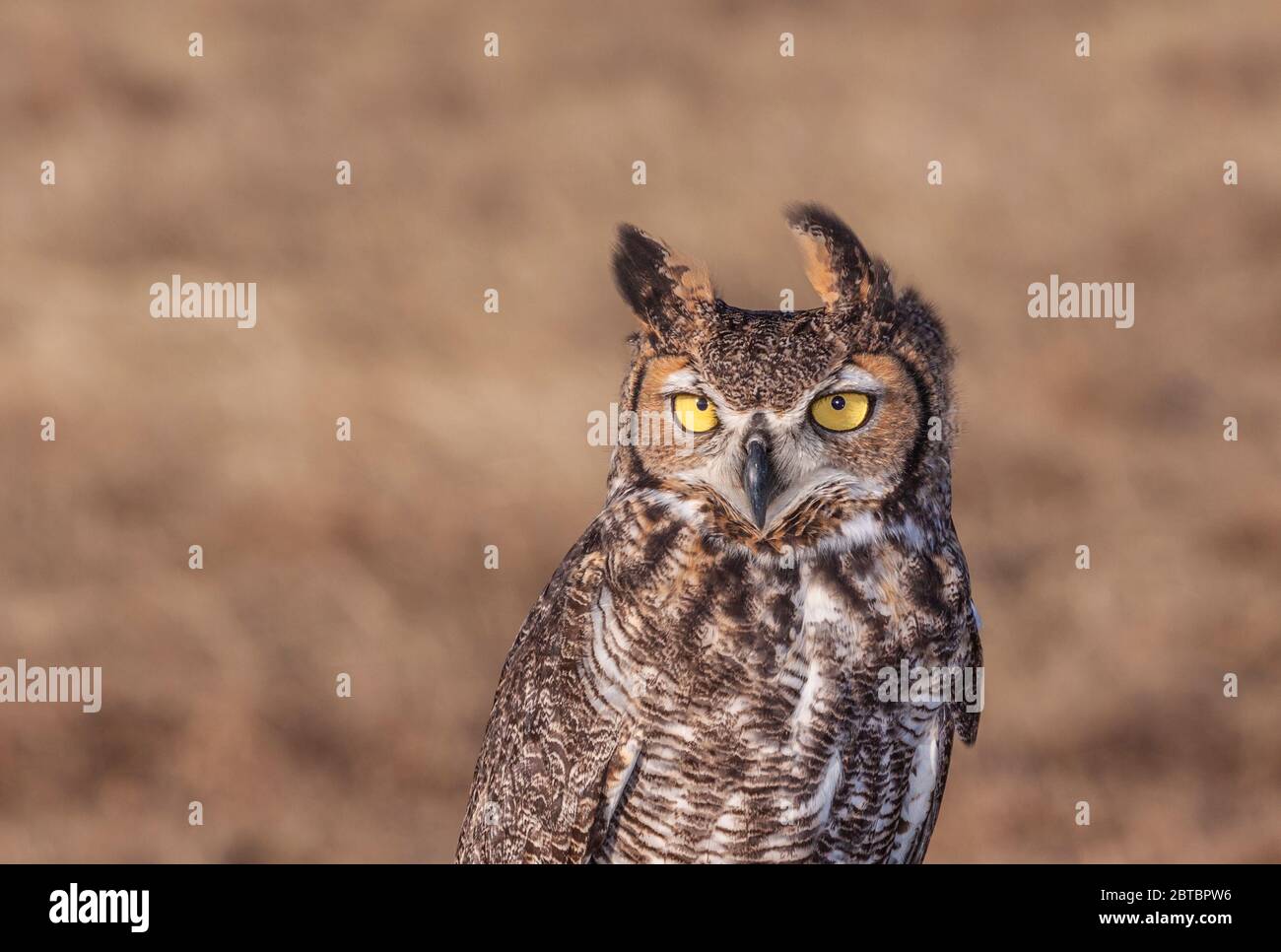 Captive Great Horned Owl, Bubo virginianus, von der Organisation "Last Chance Forever - The Bird of Prey Conservancy" in Zentral-Texas. Stockfoto