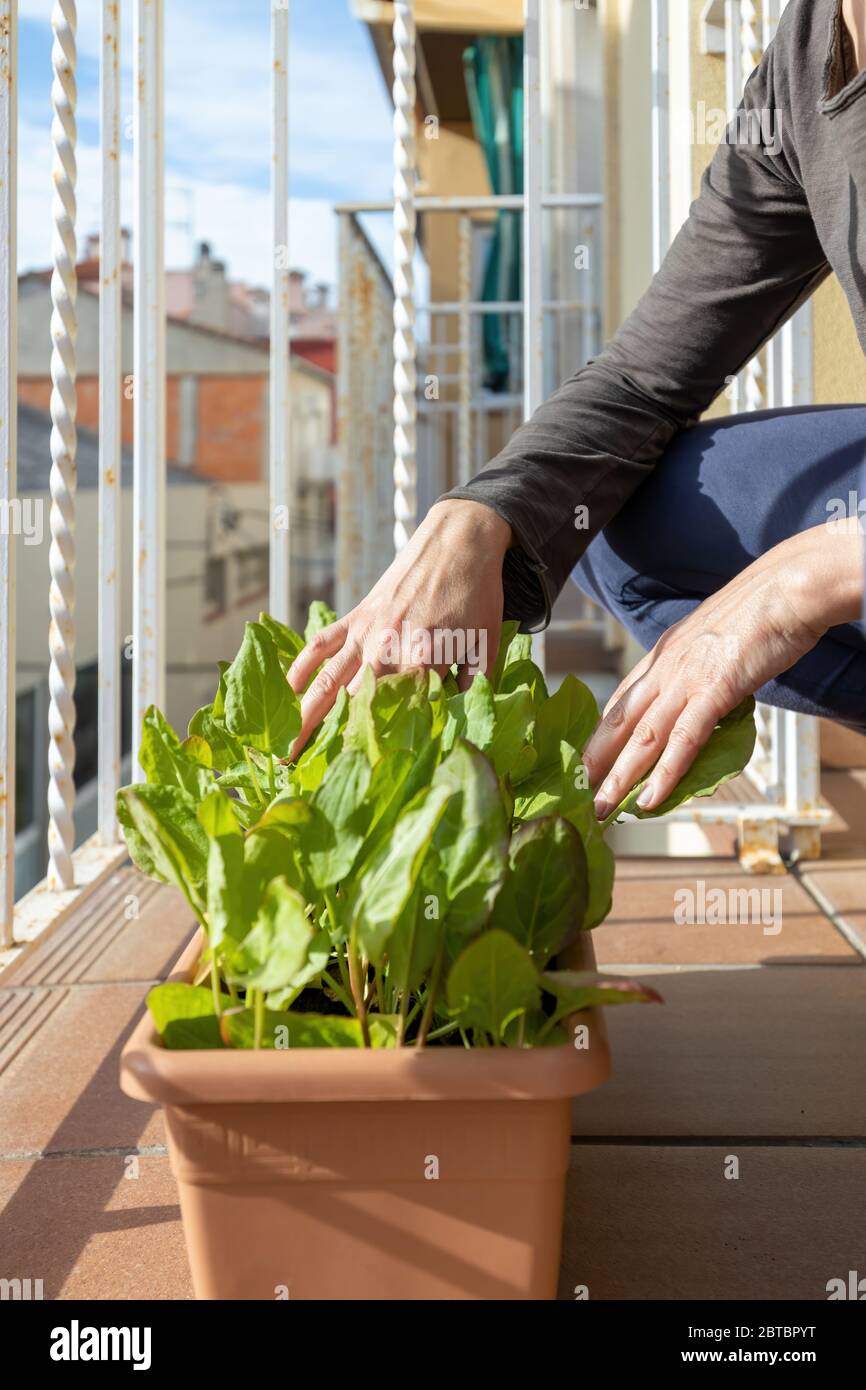 Kleiner Gemüsegarten auf dem Balkon in einer Blumenkasten mit