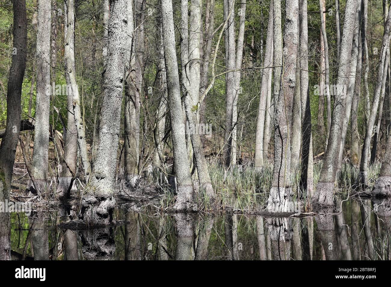 Bäume im Erlensumpf am Biesenbach in Brandenburg in Deutschland. Die Briese ist ein kleiner Nebenfluss der Havel nördlich von Berlin. Stockfoto