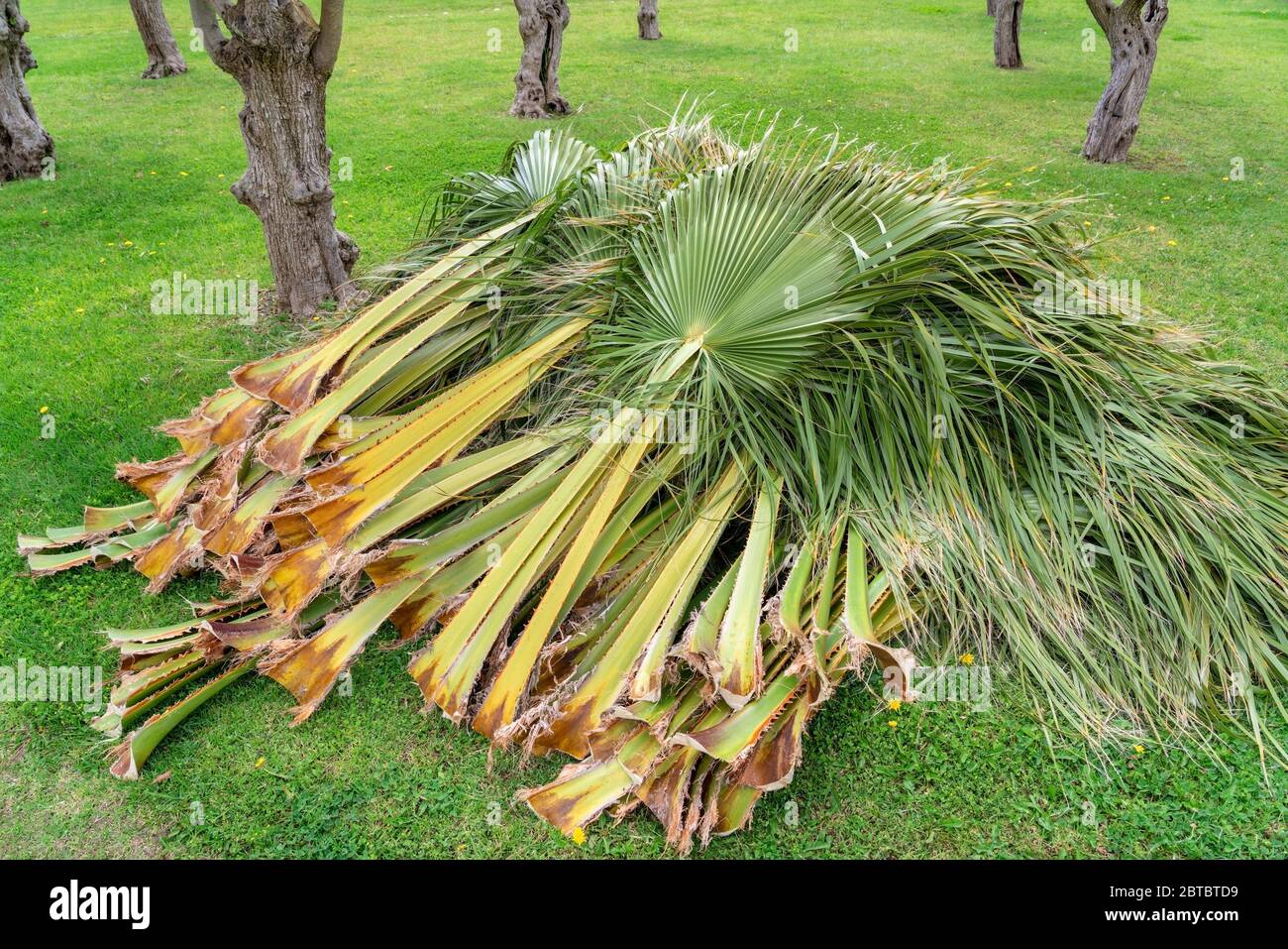 Palmenzweige Blätter von einem Gärtner, Reinigung und Schneiden von Palmen geschnitten. Auf einer grasbewachsenen Wiese liegend. Stockfoto