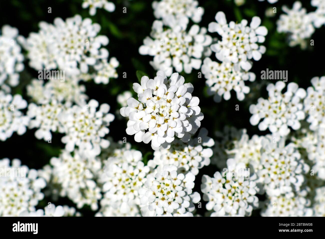 Zarte weiße Blüten einer Kerzenblume (Iberis sempervirens) in einem Glebe-Garten, Ottawa, Ontario, Kanada. Stockfoto