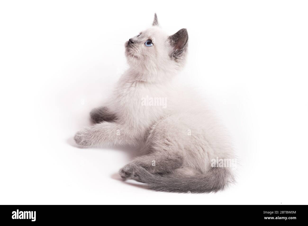 Ein kleines weißes thailändisches Kätzchen liegt und schaut neugierig auf Stockfoto