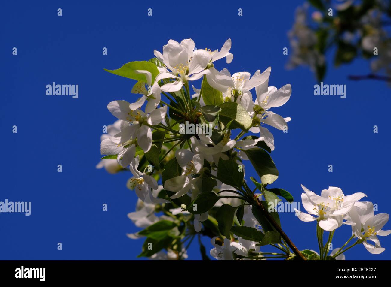 Schöne weiße Blüte des Krabbenapfels (Malus) Baum gegen einen strahlend blauen Himmel. Ottawa, Ontario, Kanada. Stockfoto