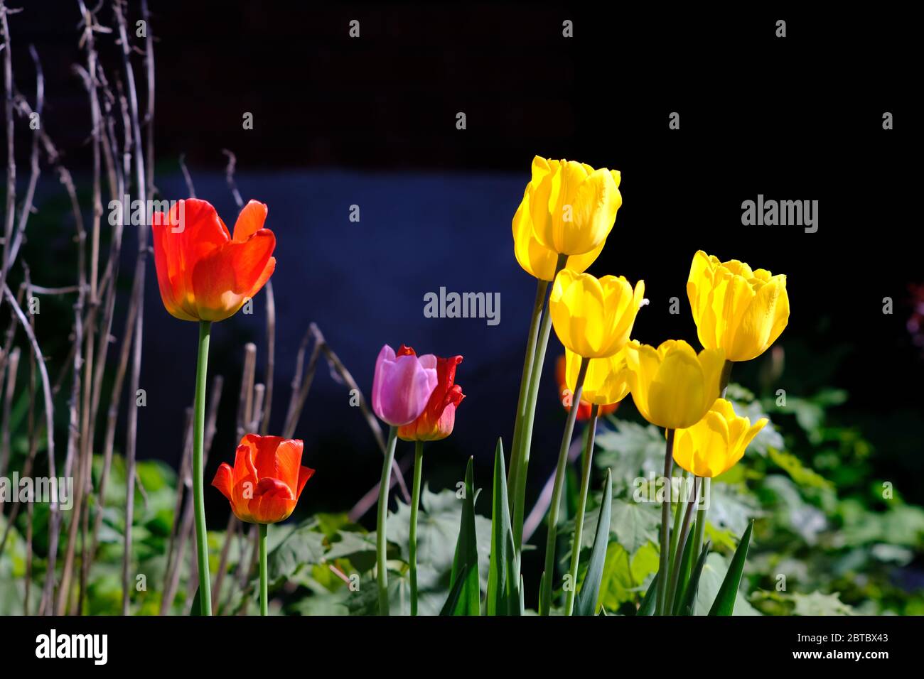 Gelb, rot und eine lila Tulpe, die am späten Nachmittag in der Frühlingssonne in einem Glebe-Nachbarschaftsgarten in Ottawa, Ontario, Kanada, glüht. Stockfoto