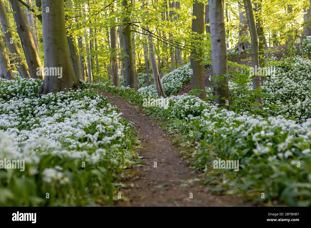 Wilder Knoblauch, der in der Nidderdale Valley Region von North Yorkshire natürlich wächst Stockfoto