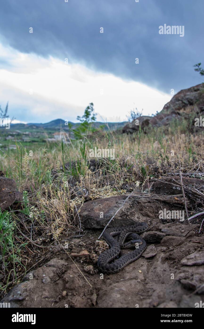 Wandernde Gartenschlange (Thamnophis elegans vagrans), die in einem felsigen Abfluss in Jefferson County, Colorado, USA, unter einer Decke gefunden wurde. Stockfoto