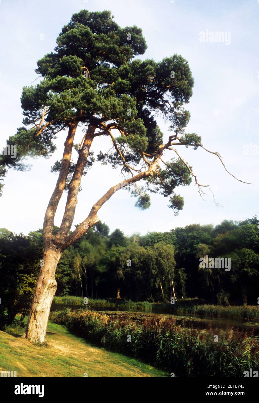 Ein Veteran Scots Pine wirkt als Blickfang auf dem Broad Water Lake am Ashburnham Place Stockfoto