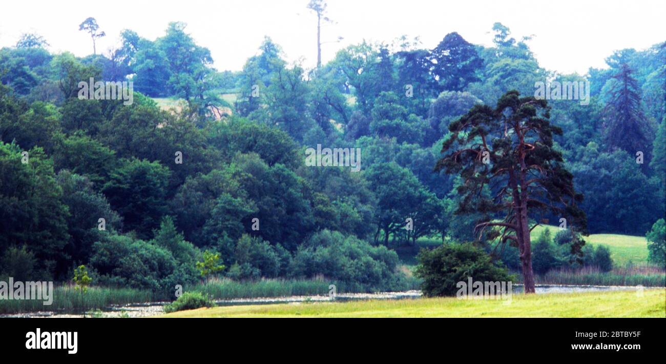 Reste von Fähigkeit Brown's Pflanzung gehören eine Schotten Kiefer am See in Ashburnham Place Stockfoto