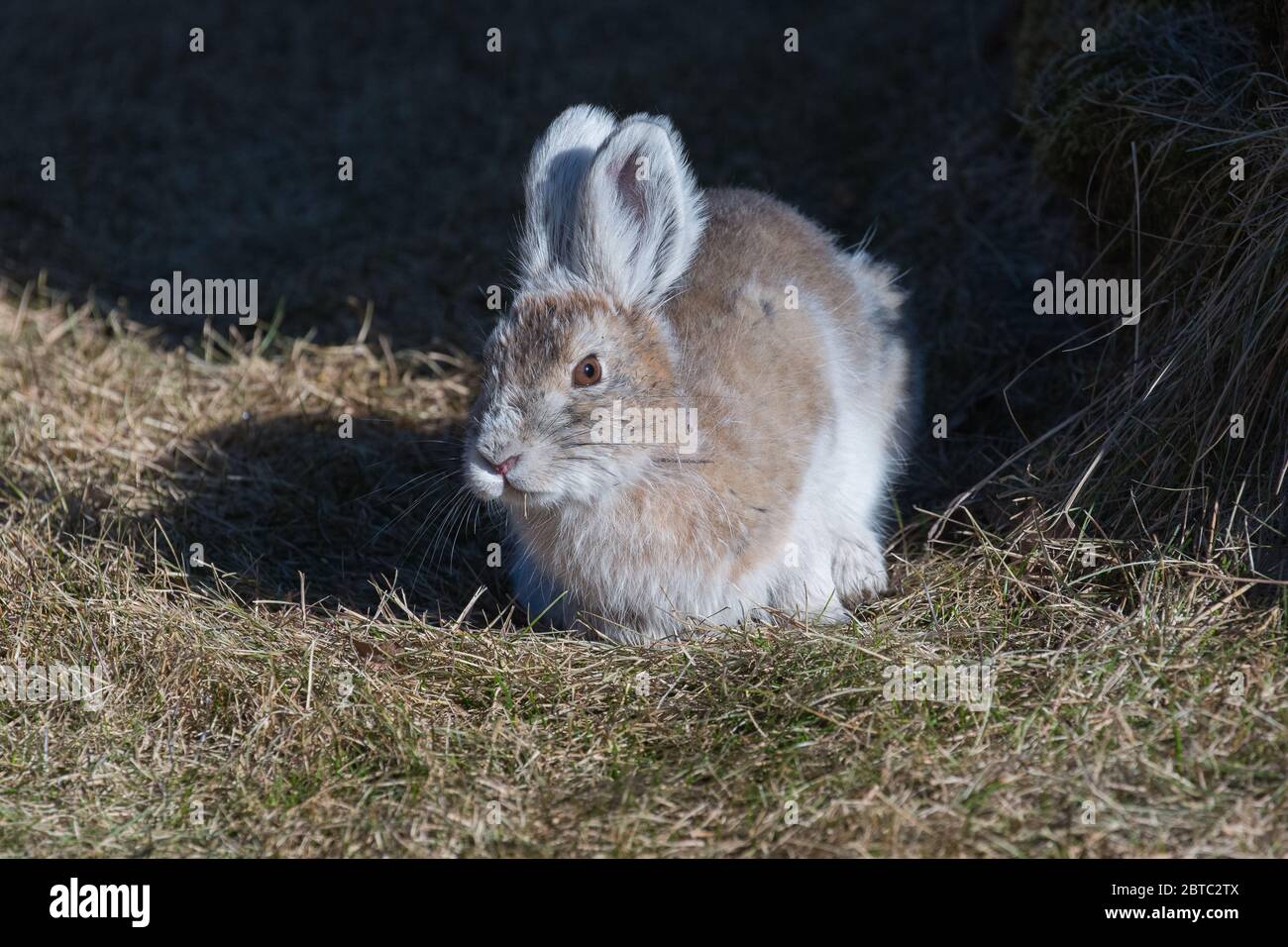 Early Spring Schneeschuh Hasen in Alaska Stockfoto