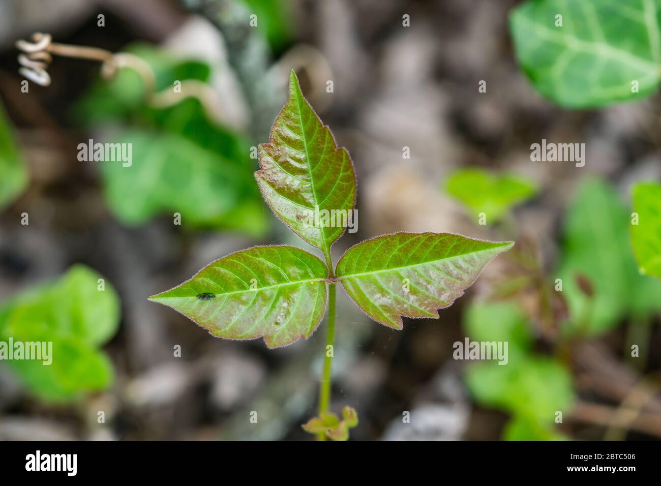 Poison Ivy Blätter im Frühling Stockfoto