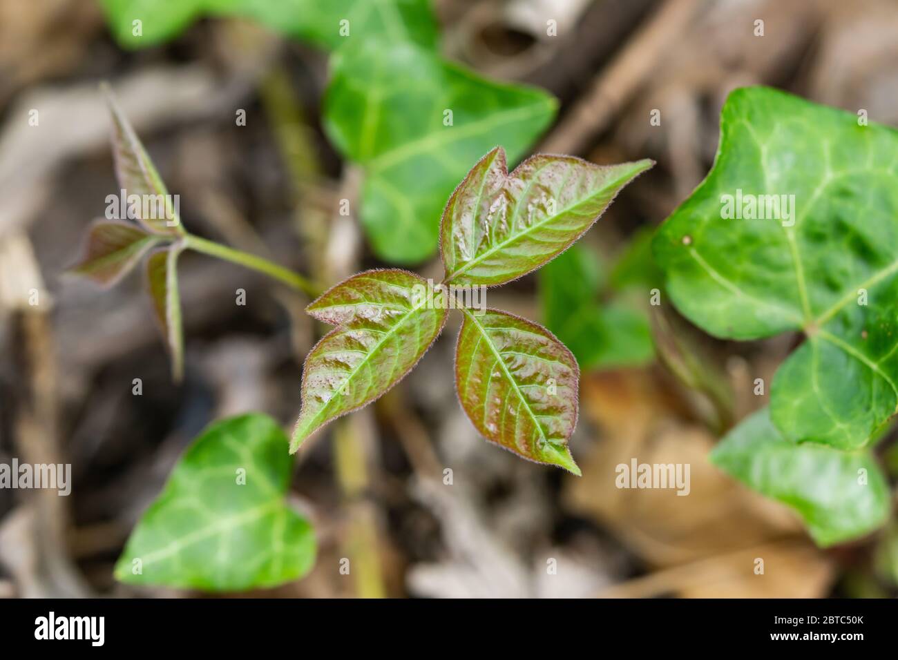 Poison Ivy Blätter im Frühling Stockfoto