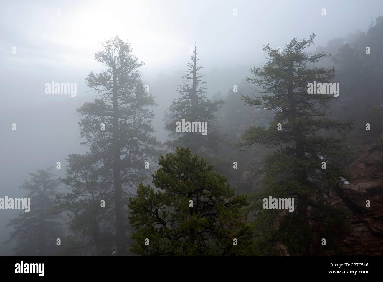 AZ00396-00...ARIZONA - Foggy Morgen am Aspen Forest Overlook in Navajo National Monument. Stockfoto