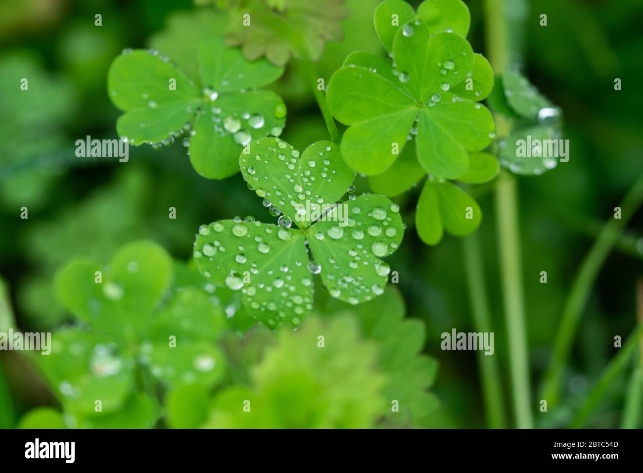 Regen auf Holz Sorrel Blätter im Frühling Stockfoto