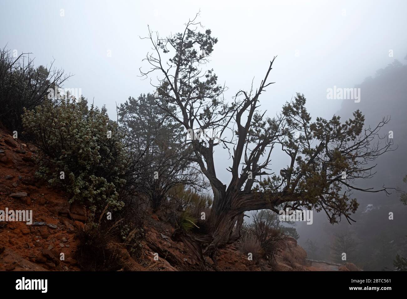 AZ00398-00...ARIZONA - EIN nebliger Morgen am Aspen Forest Overlook im Navajo National Monument. Stockfoto
