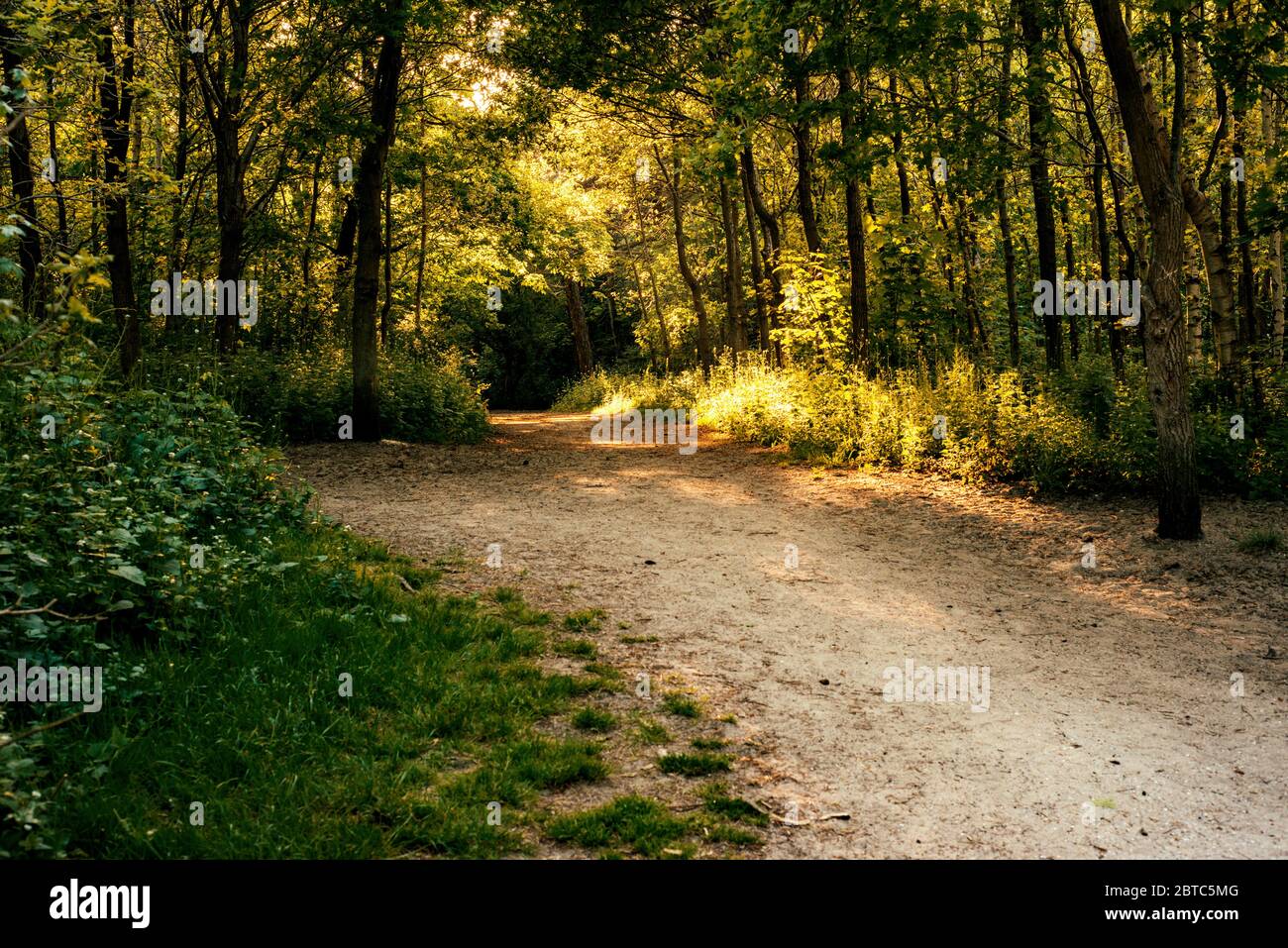 Pfad durch den Wald im Park mit hohen Bäumen und Sommerlicht. Touristenpfad in der Natur. Stockfoto