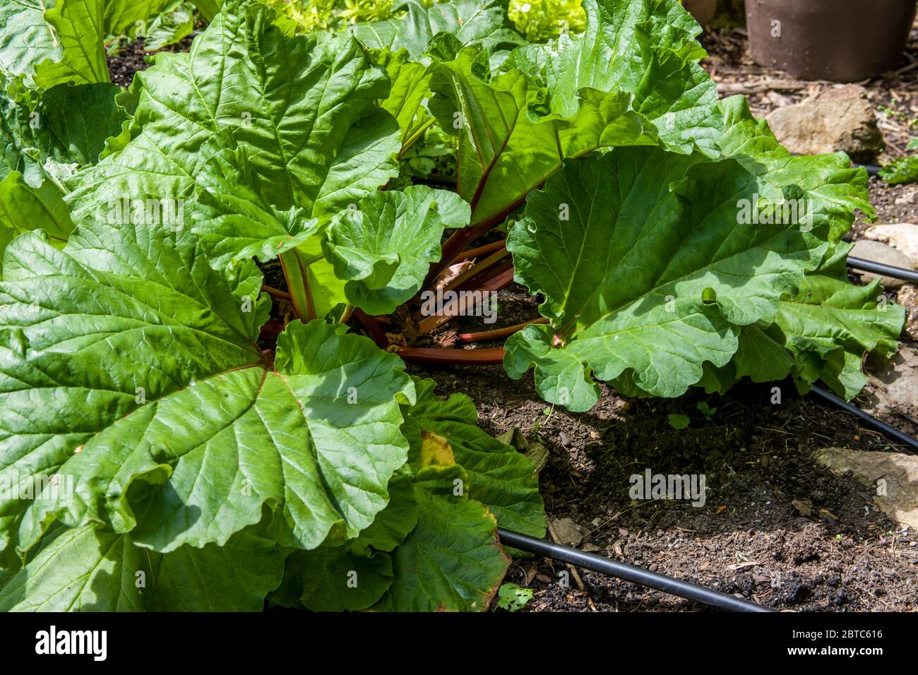 Überwinterte Rhabarber-Pflanzen im Frühjahr wachsen in Issaquah, Washington, USA. Stockfoto