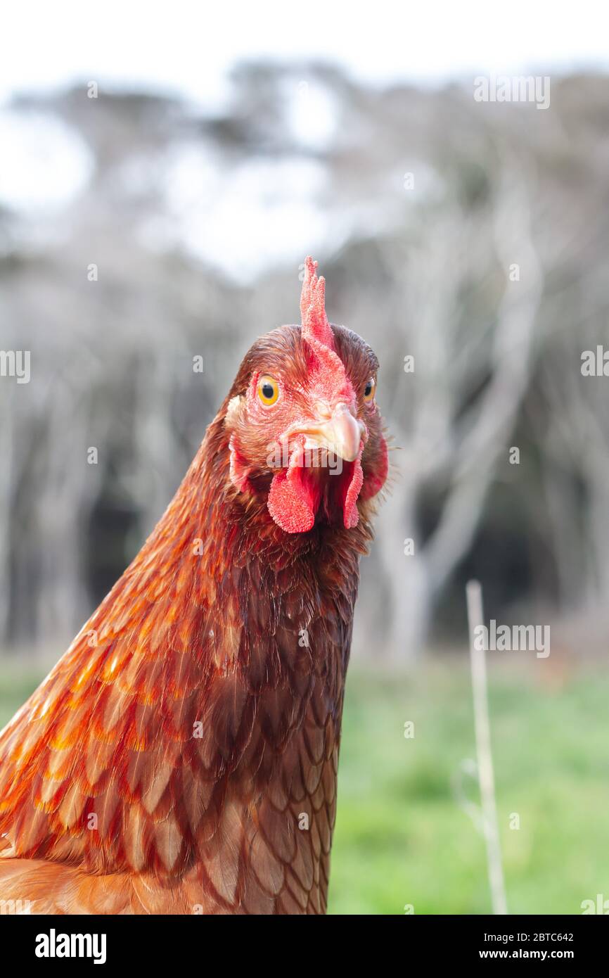 Eine Schicht Henne auf einem ländlichen Bio-Bauernhof. Stockfoto