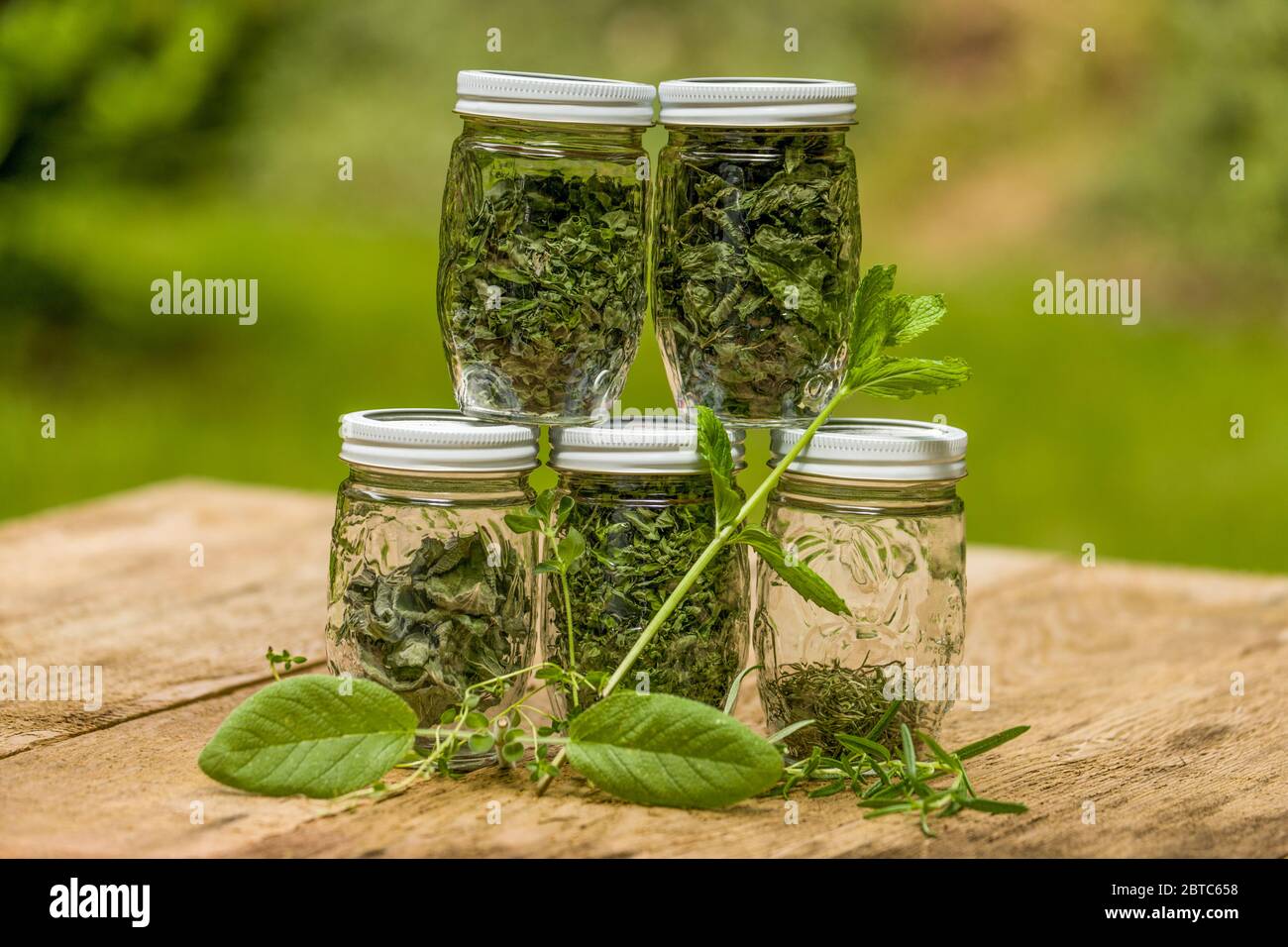 Gläser mit hausgemachten getrockneten Kräutern (obere Reihe: Oregano und Mojito Minze; untere Reihe: Salbei, Oregano und Rosmarin), mit frischen Kräutern vorne (Salbei, Thymian, Mojit Stockfoto