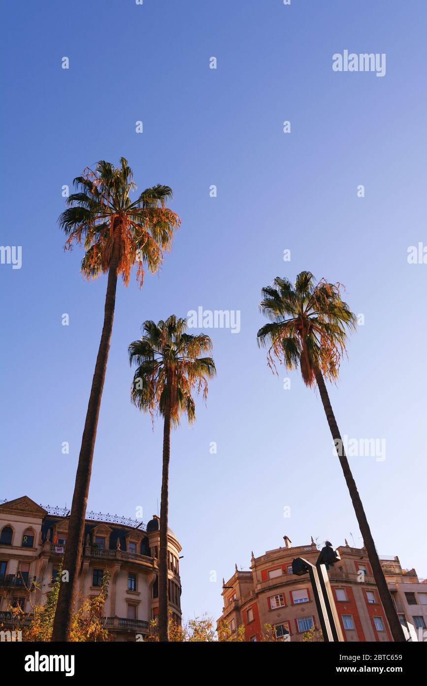 Drei Palmen bei Sonnenuntergang in Barcelona, Spanien Stockfoto