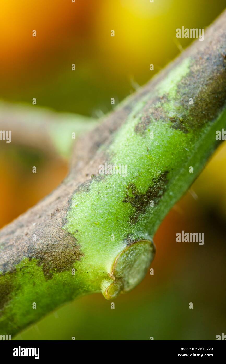 Gold Nugget Cherry Tomato Pflanze mit späten Klugheit (Phytophthora infestans) Krankheit in Issaquah, Washington, USA. Läsionen an Blättern und Stielen erscheinen a Stockfoto