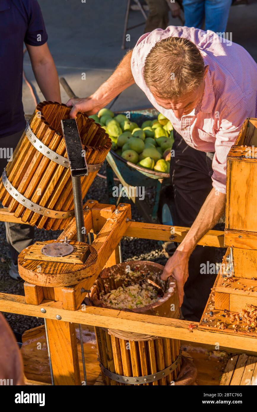 Mann, der frisch gehackte Früchte aus dem Apfelweinmühle in den Pressbereich bewegt. Als nächstes kommt das Pressen des Saftes aus der Frucht durch Drehen des Stockfoto