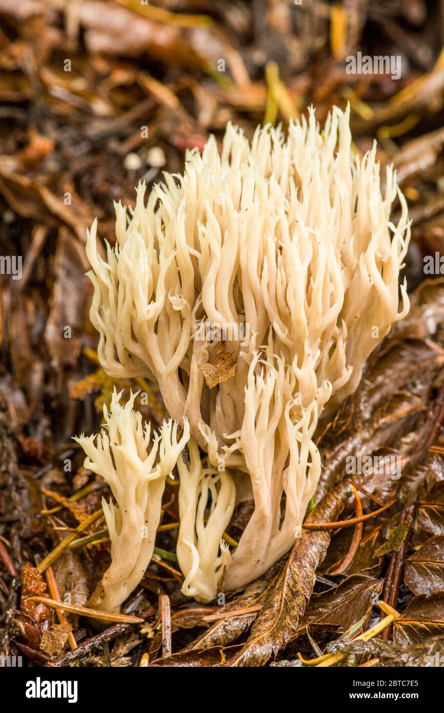 Crested Coral (Clavulina cristata) Pilze ist eine essbare Korallenpilze im Herbst in Nadelhölzern im pazifischen Nordwesten gefunden. Es wird als excelle Stockfoto