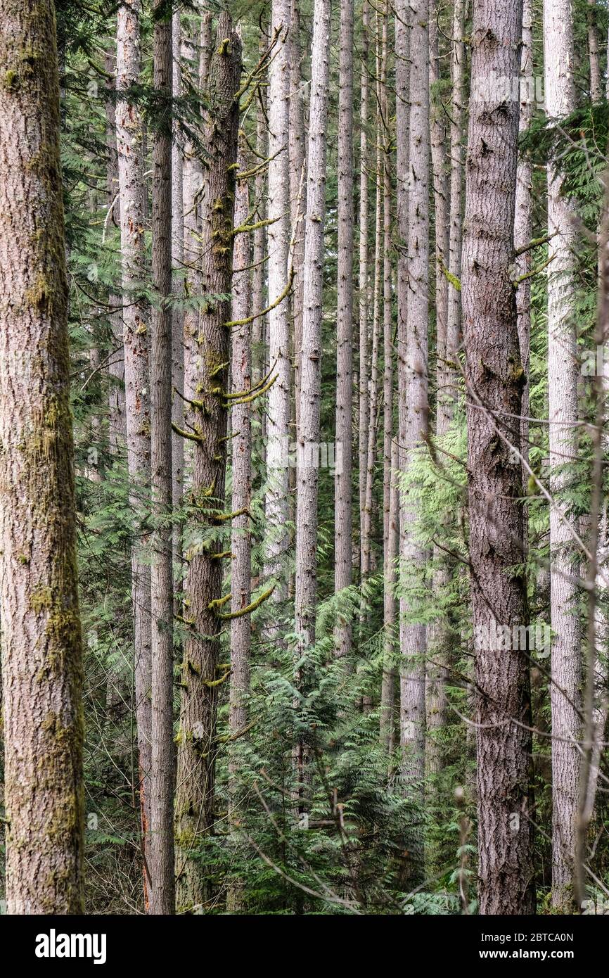 Nahaufnahme von geraden Tannenstämmen im Wald Stockfoto
