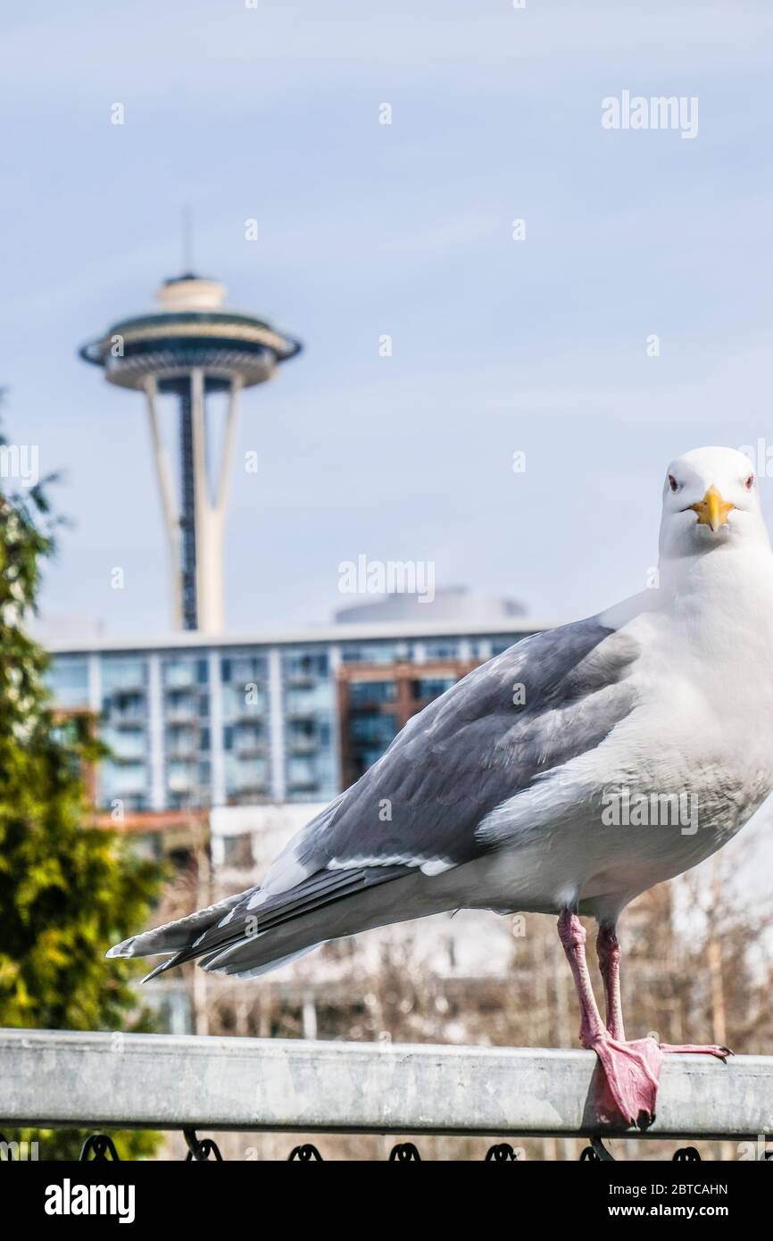 Eine Nahaufnahme einer Möwe mit Space Needle im Hintergrund Stockfoto