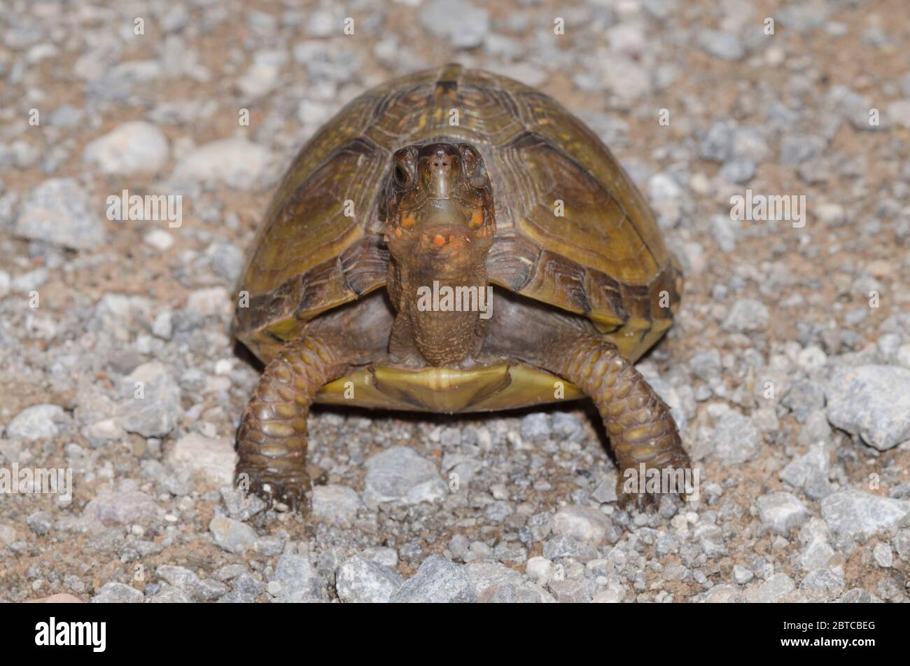 Dreizäunige Box Turtle, Terrapene carolina, über Schotterstraße, blinkendes linkes Auge Stockfoto