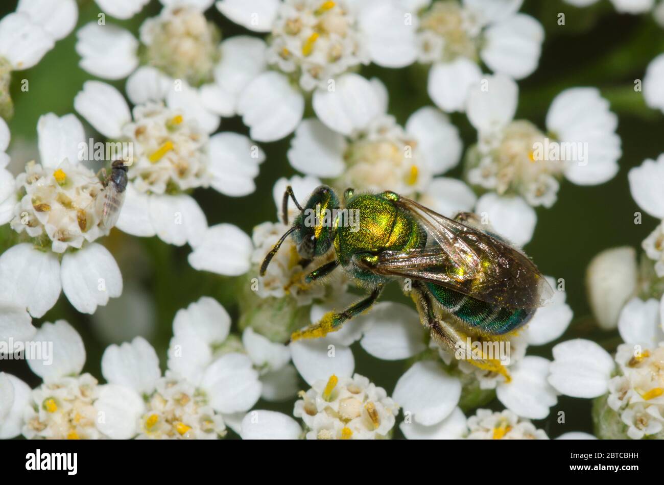 Schwitzbiene, Augochloropsis sp., Futter auf Schafgarbe, Achillea millefolium Stockfoto
