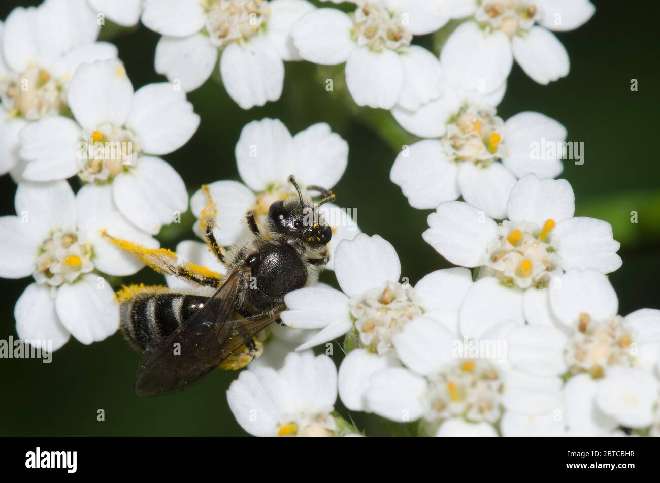 Schwitzbiene, Lasioglossum sp., Futter auf Schafgarbe, Achillea millefolium Stockfoto