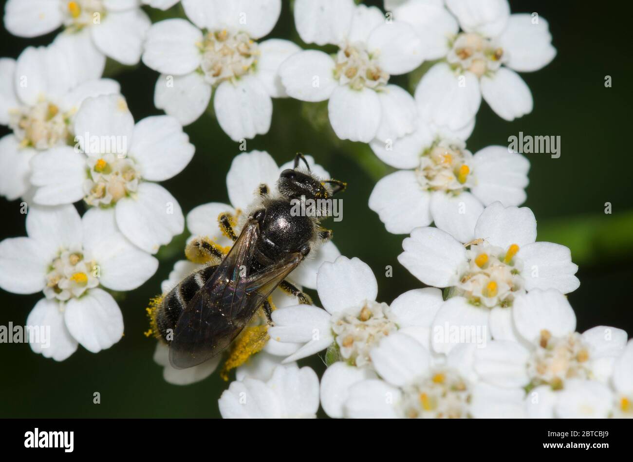 Schwitzbiene, Lasioglossum sp., Futter auf Schafgarbe, Achillea millefolium Stockfoto