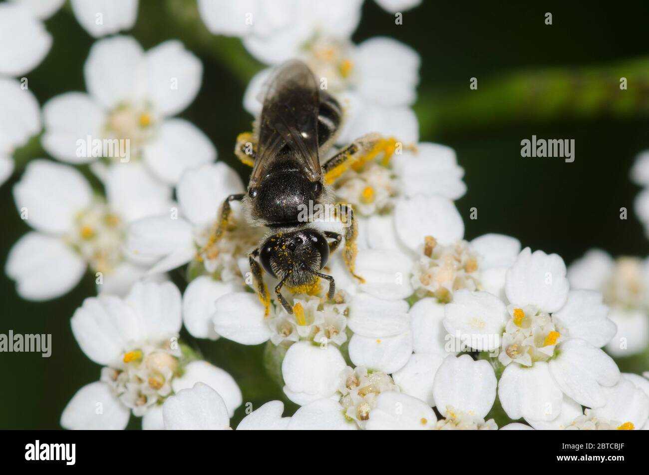 Schwitzbiene, Lasioglossum sp., Futter auf Schafgarbe, Achillea millefolium Stockfoto