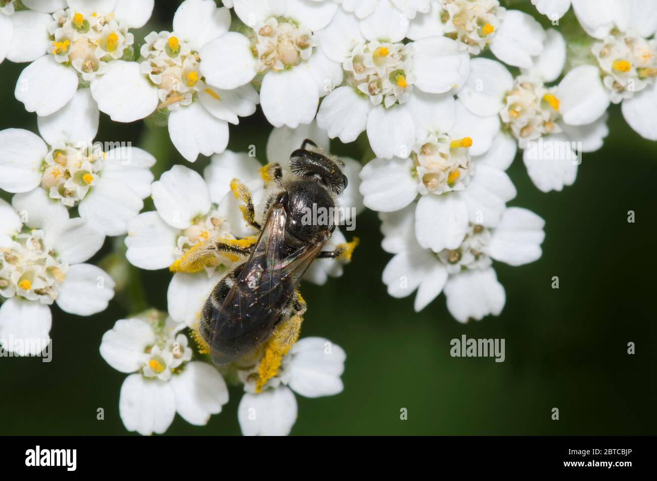 Schwitzbiene, Lasioglossum sp., Futter auf Schafgarbe, Achillea millefolium Stockfoto
