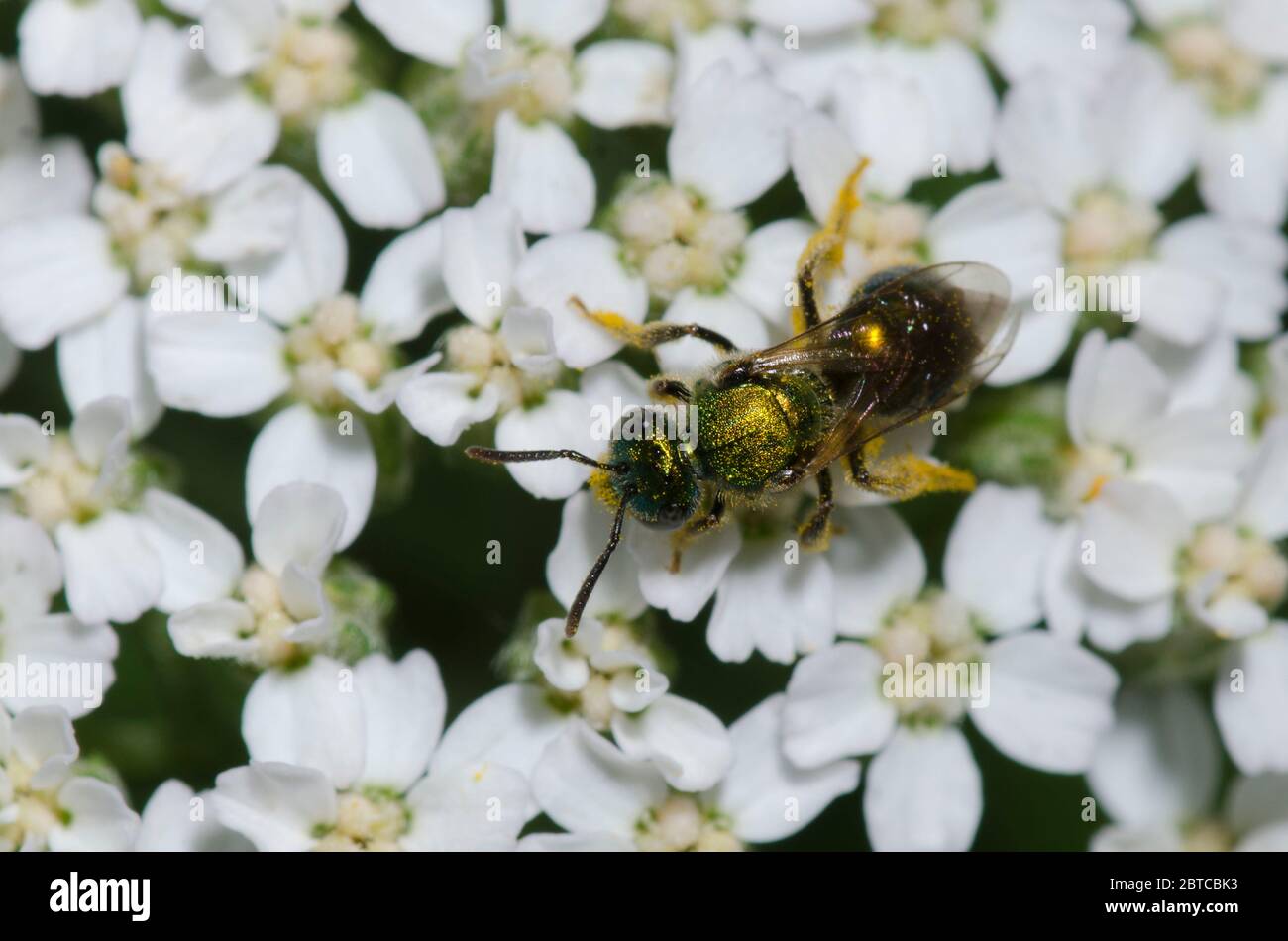 Schwitzbiene, Augochlorella sp., Futter auf Schafgarbe, Achillea millefolium Stockfoto