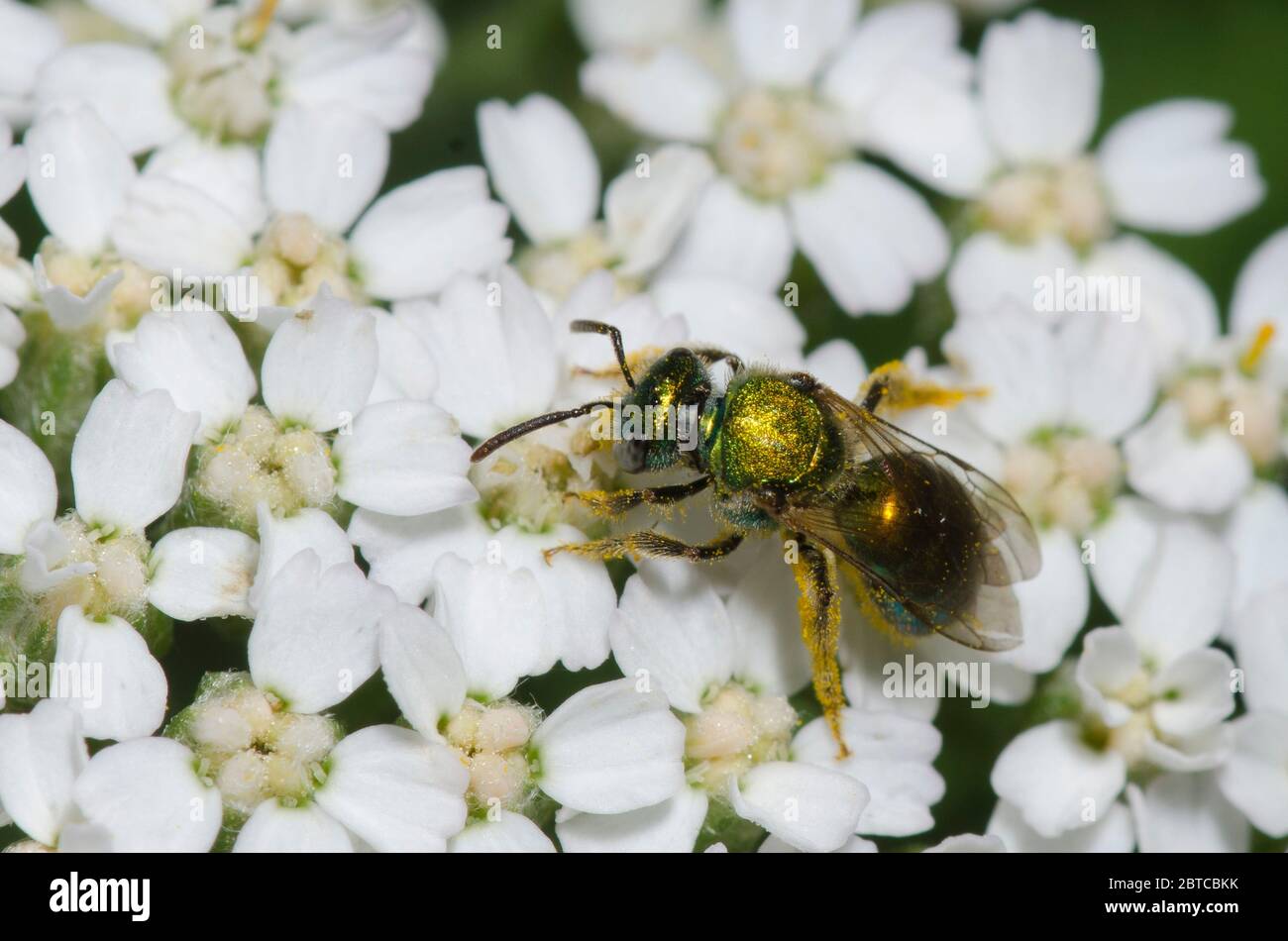 Schwitzbiene, Augochlorella sp., Futter auf Schafgarbe, Achillea millefolium Stockfoto