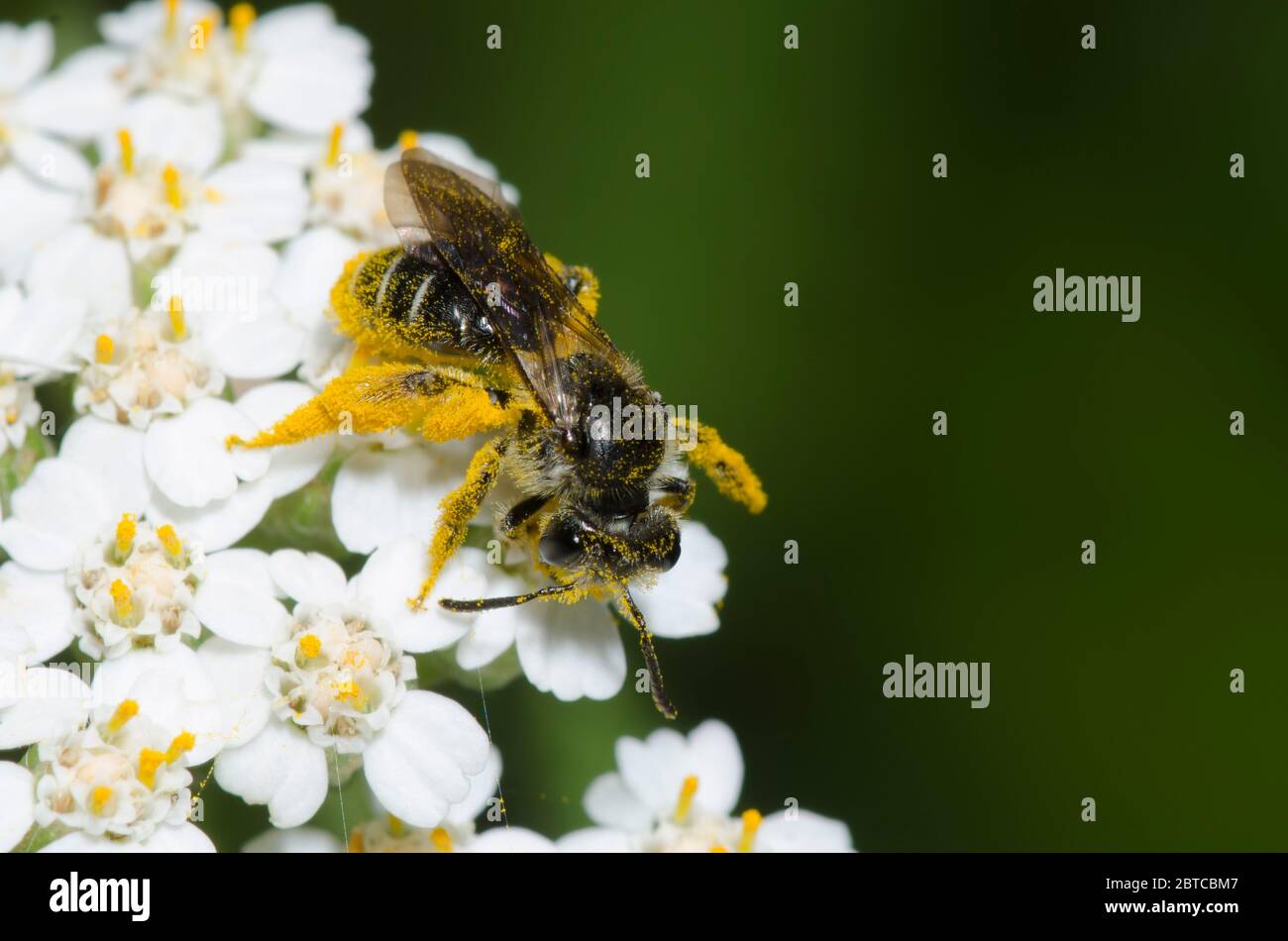 Biene, Andrena sp., Futter auf Schafgarbe, Achillea millefolium Stockfoto